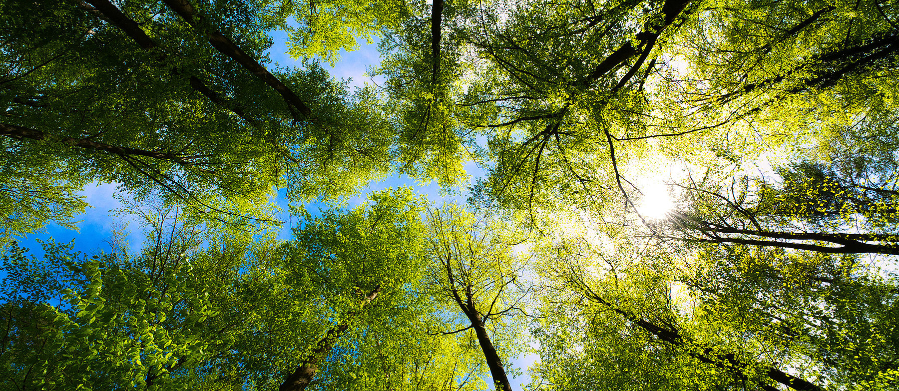 Baumwipfel im Sonnenlicht